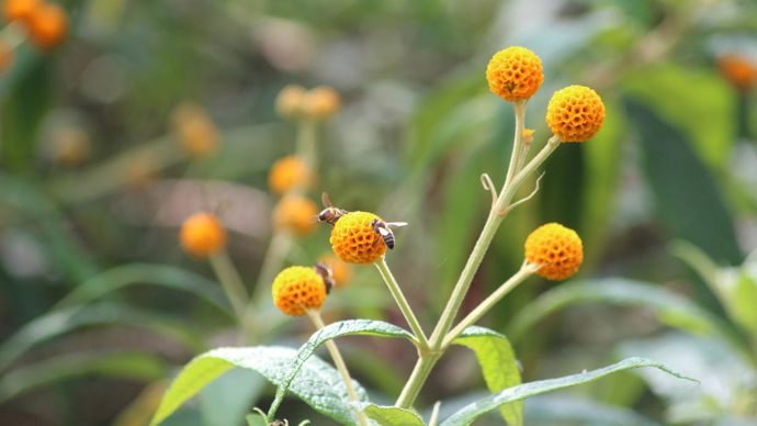 Buddleia globosa : ses fleurs en boules sentent le miel. ©Y. Darricau